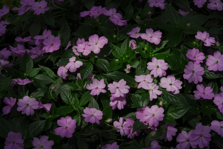 purple flowers are blooming in a garden