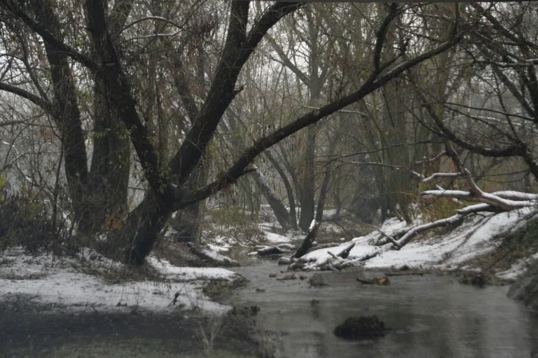 an image of snow falling down in the forest