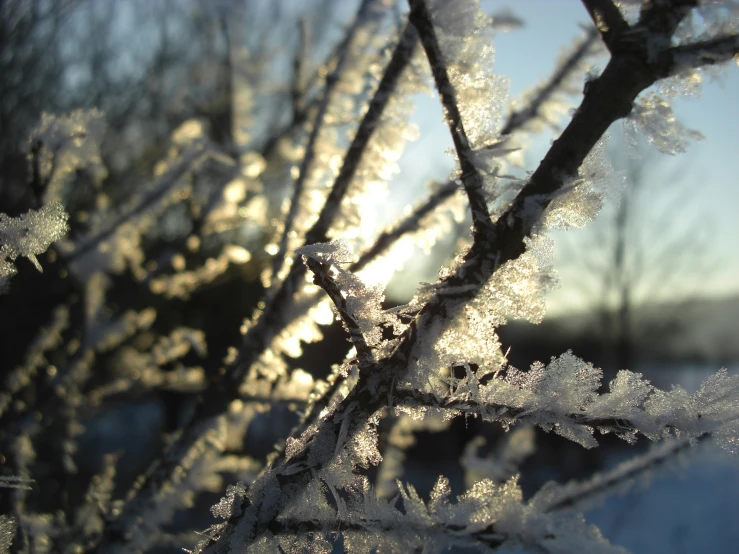 ice and frost on the nches of a tree