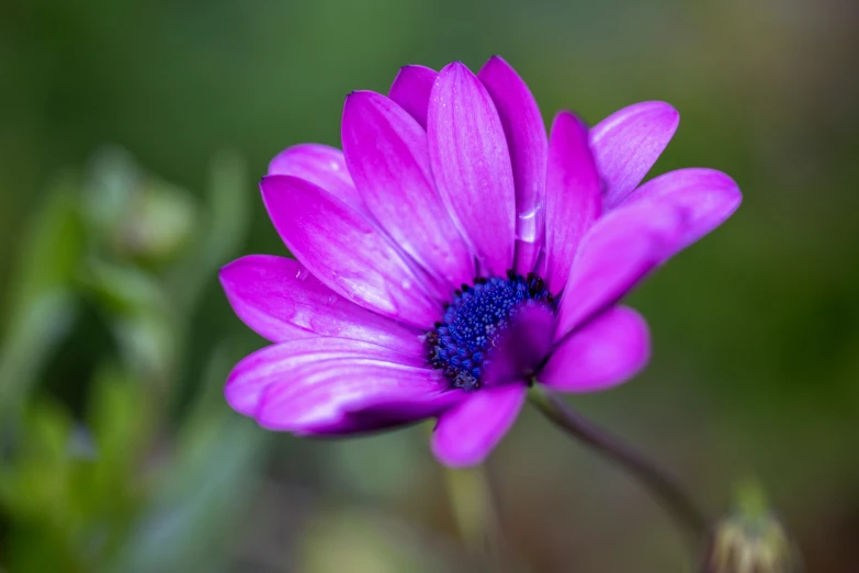 this purple flower has blue center and dark stamen