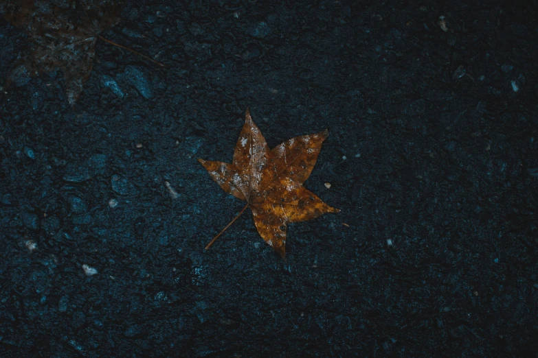 an orange and brown leaf on the dark ground