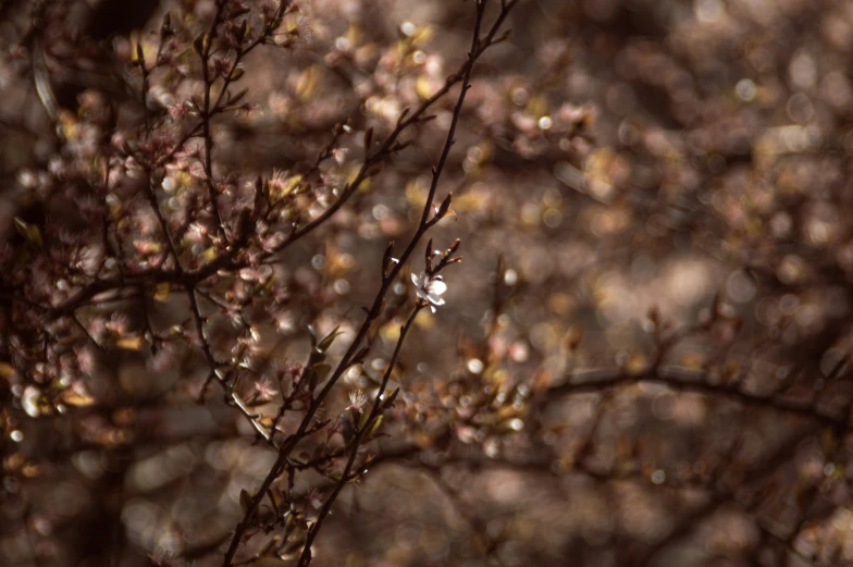 the nch of a tree with flowers is blurry in the background