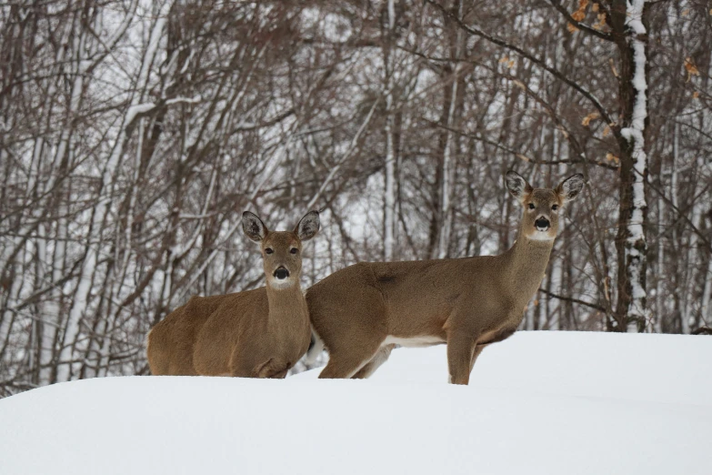 two deer in snow covered area next to trees