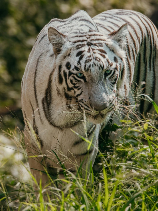 white tiger walking in tall grass next to a hill