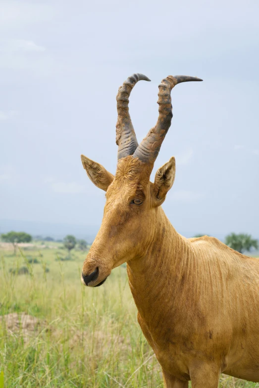 an animal that is looking forward in the grass