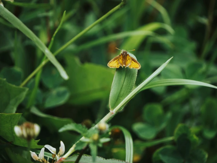 there is a yellow erfly on the stem of a leaf