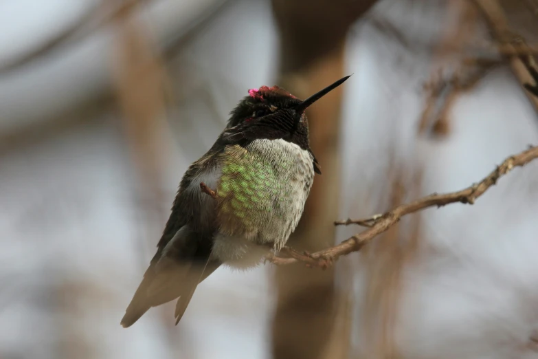 a little bird with its wings extended is perched on a tree nch