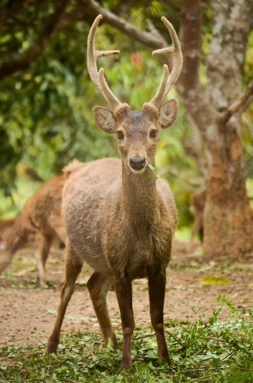 there is a antelope in front of other deer