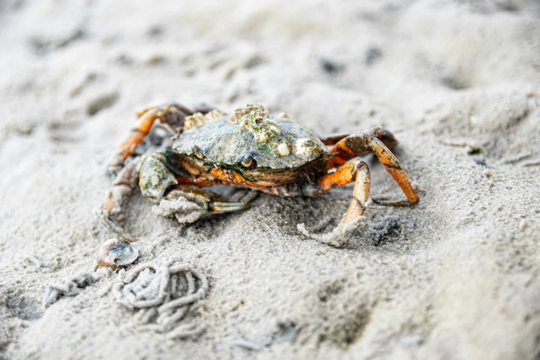 a crab with large legs is standing in the sand