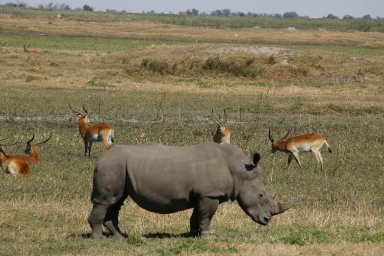 an rhinoceros and gazelles in the grass