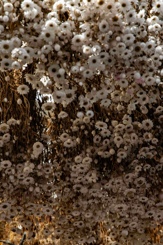 lots of white flowers in the foreground, along with tall weeds