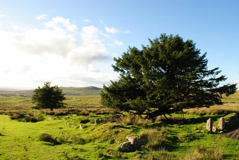 a lone tree stands among a grassy field