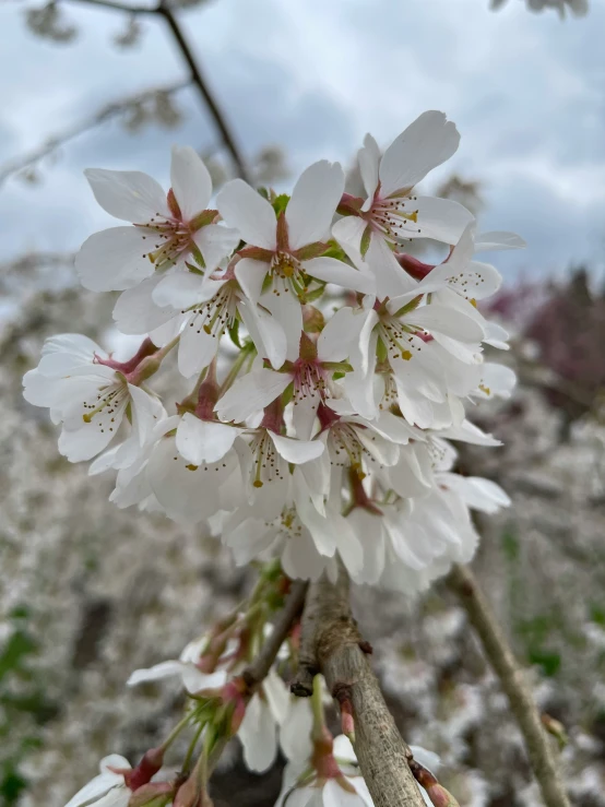 the blossoms of a flowering apple tree