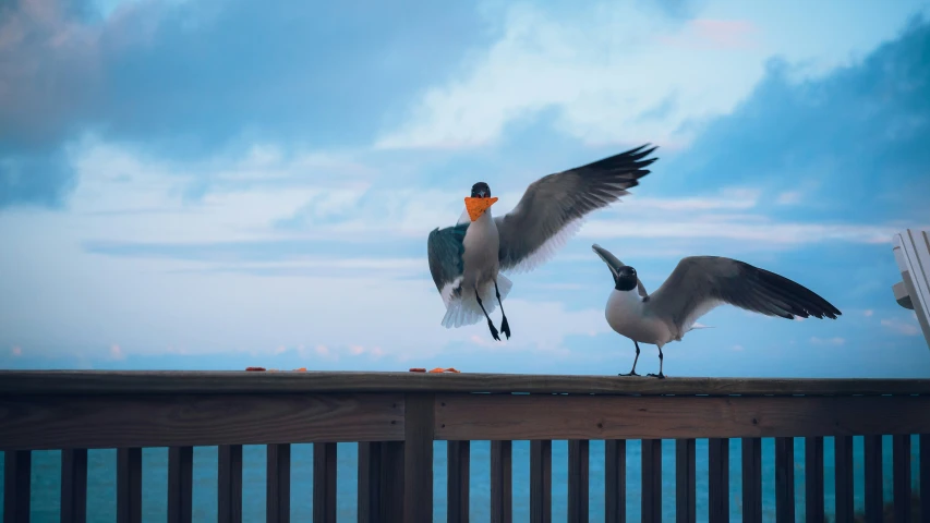 two birds sit on a fence looking in opposite directions