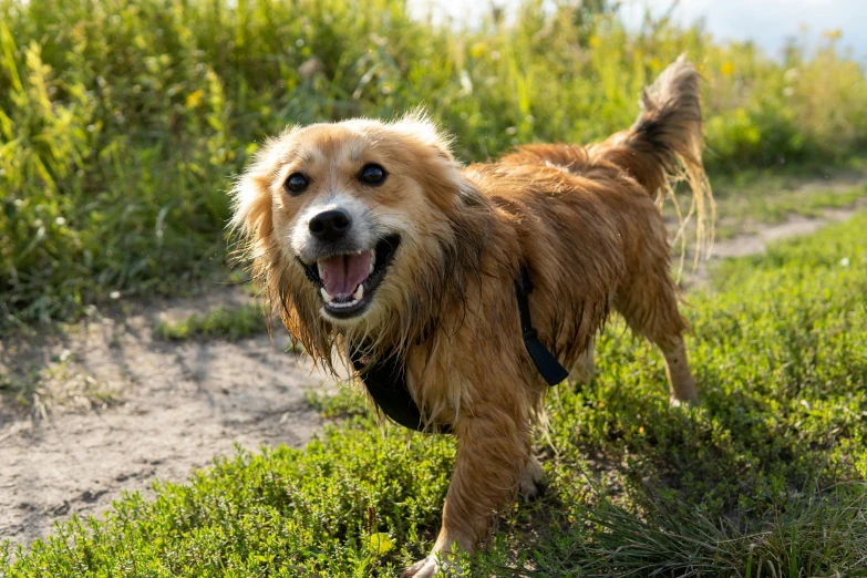 the smiling dog is all ready for a walk