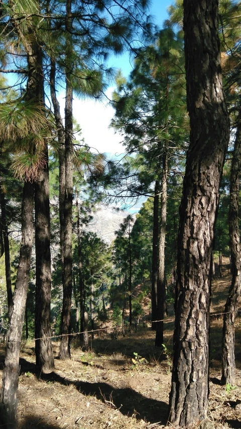 a wooded area with trees in the background