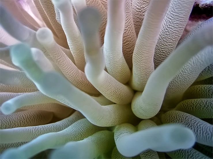 the center of an animal's flower, with very detailed coral petals