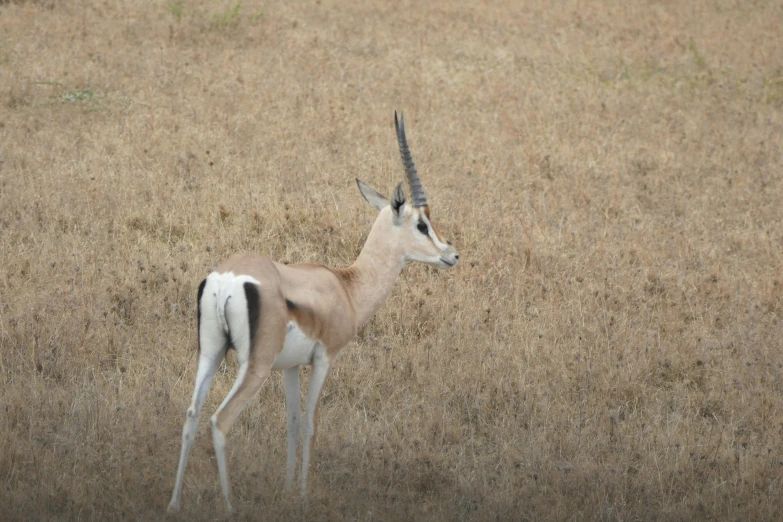 an antelope stands in dry grass in the wild