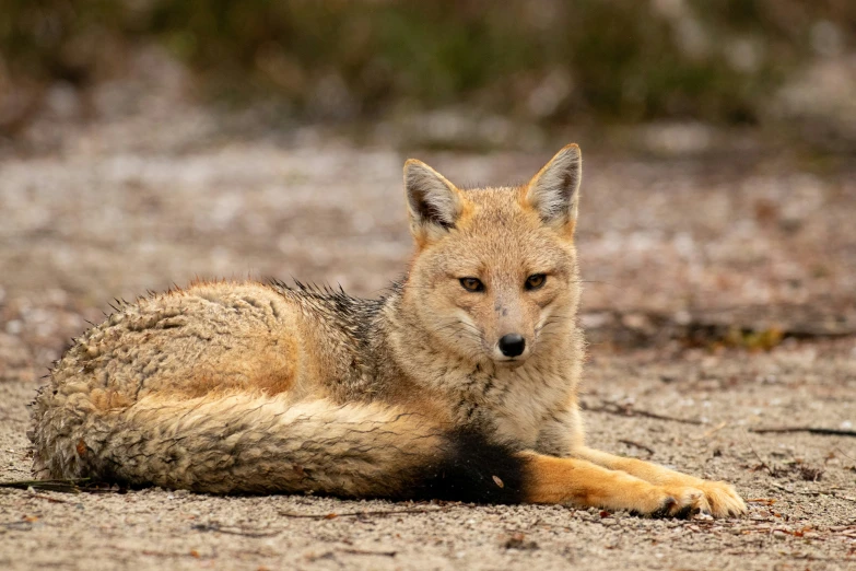an orange fox is lying in the sand
