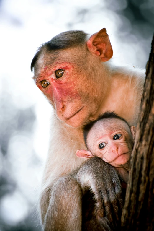 a baby monkey hanging on to of a tree