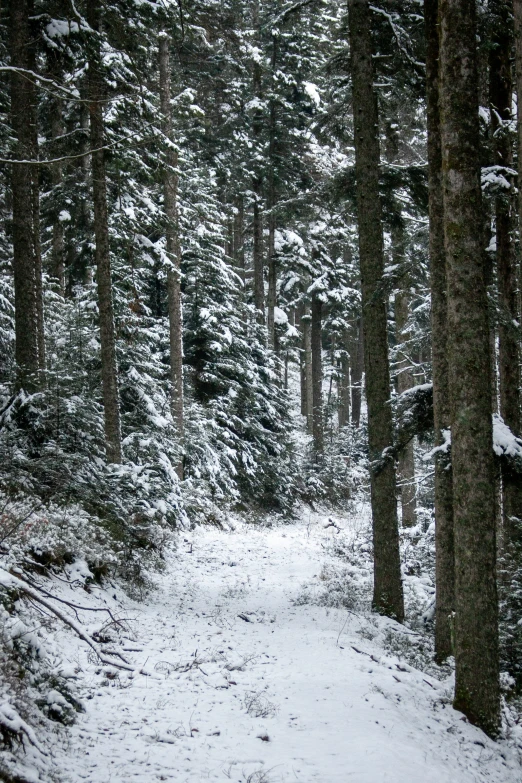 the path in the woods is covered with snow