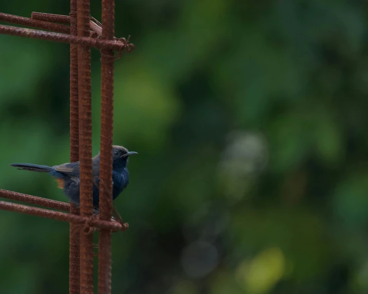 a bird is eating through a rusty cage