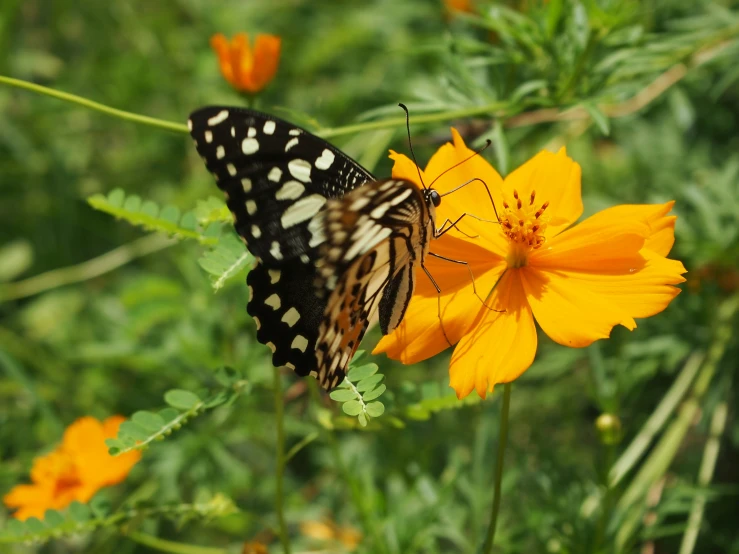 an orange and black erfly standing on a yellow flower
