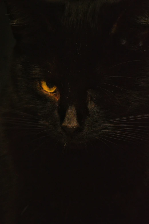 a black cat with yellow eyes in the dark