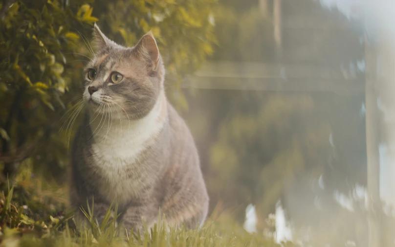 a cat standing on top of grass next to a tree