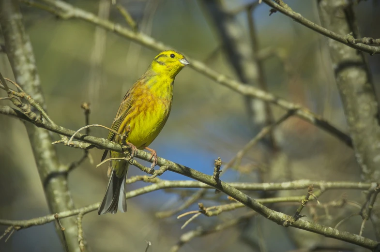 yellow bird sitting in the middle of a tree nch