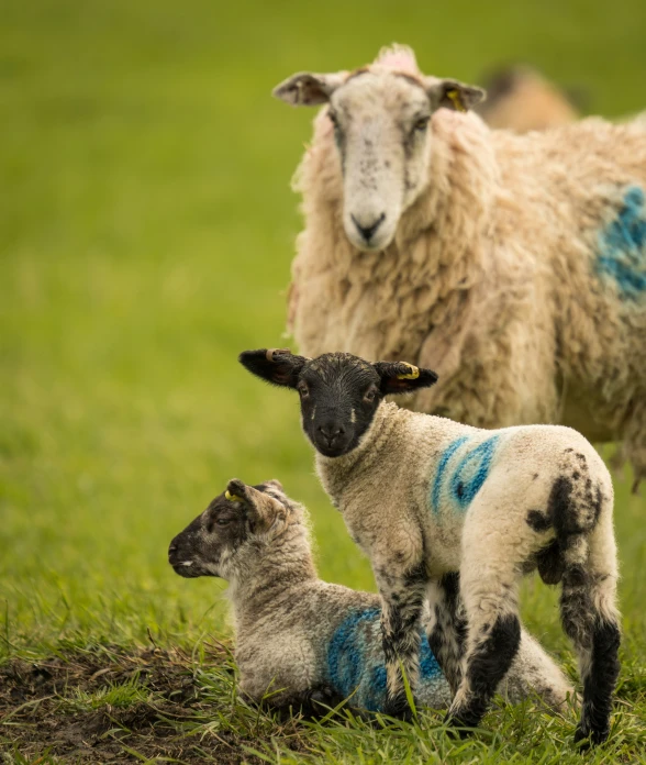 the lambs are all in blue, the rest of the herd