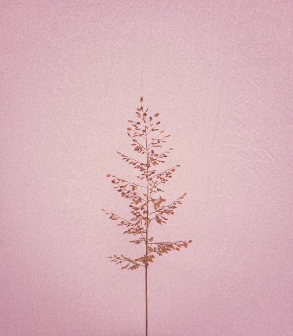 a plant with leaves growing on a pink background