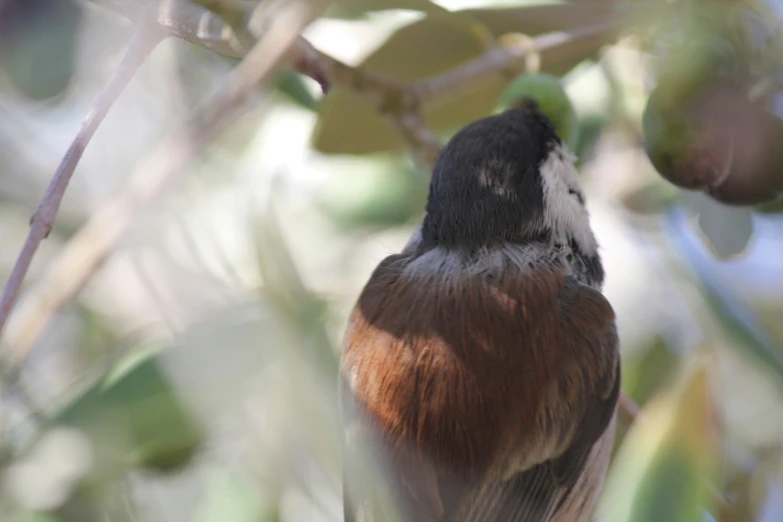 a bird is sitting on a tree nch