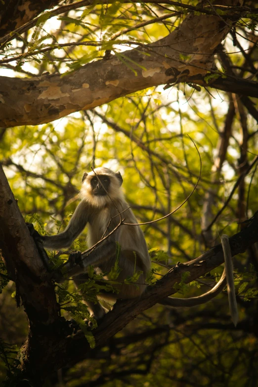 a monkey with his hands in the trees
