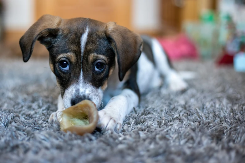 a puppy lays on the floor while chewing a piece of food