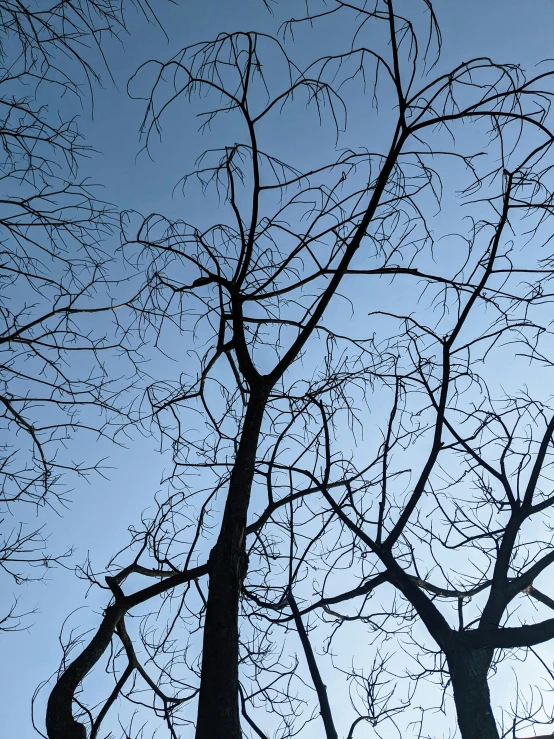 two bare trees with no leaves in silhouette