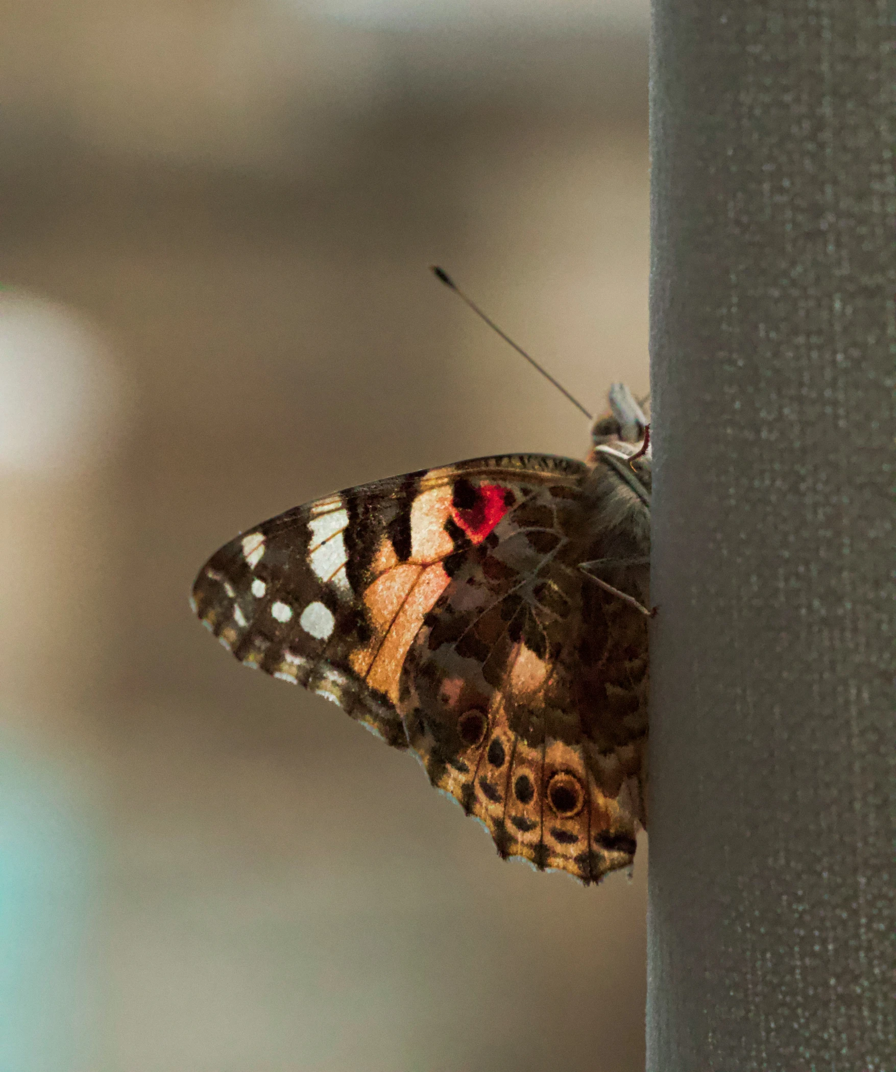 a large erfly on a grey pole looking around