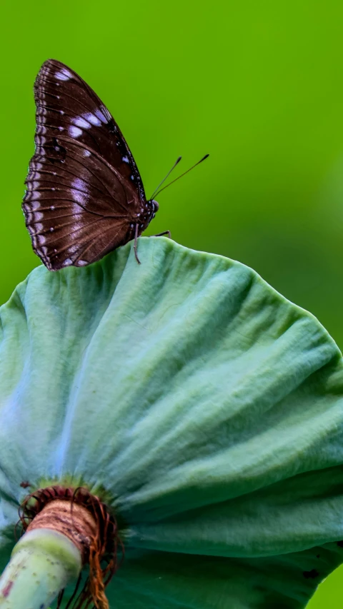 a brown erfly sitting on a green flower