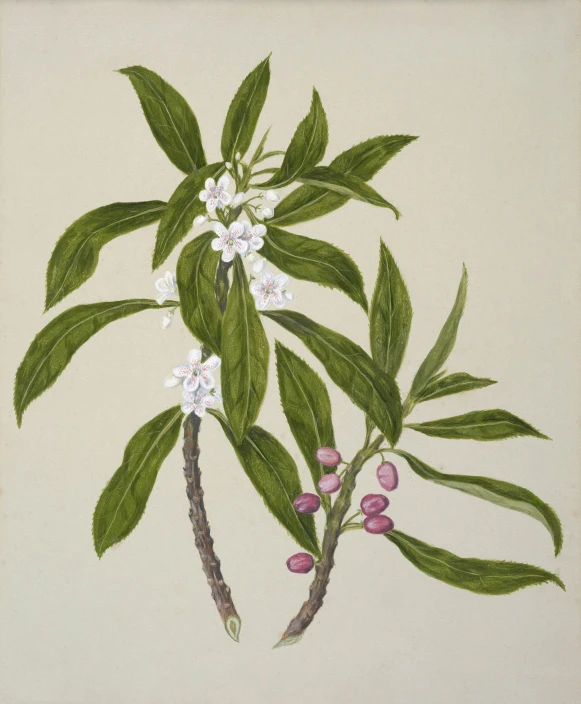 a drawing of flowers on a nch, pink and white