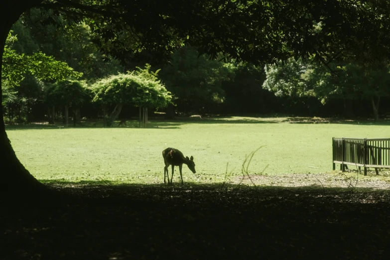 an animal is eating grass in the sun