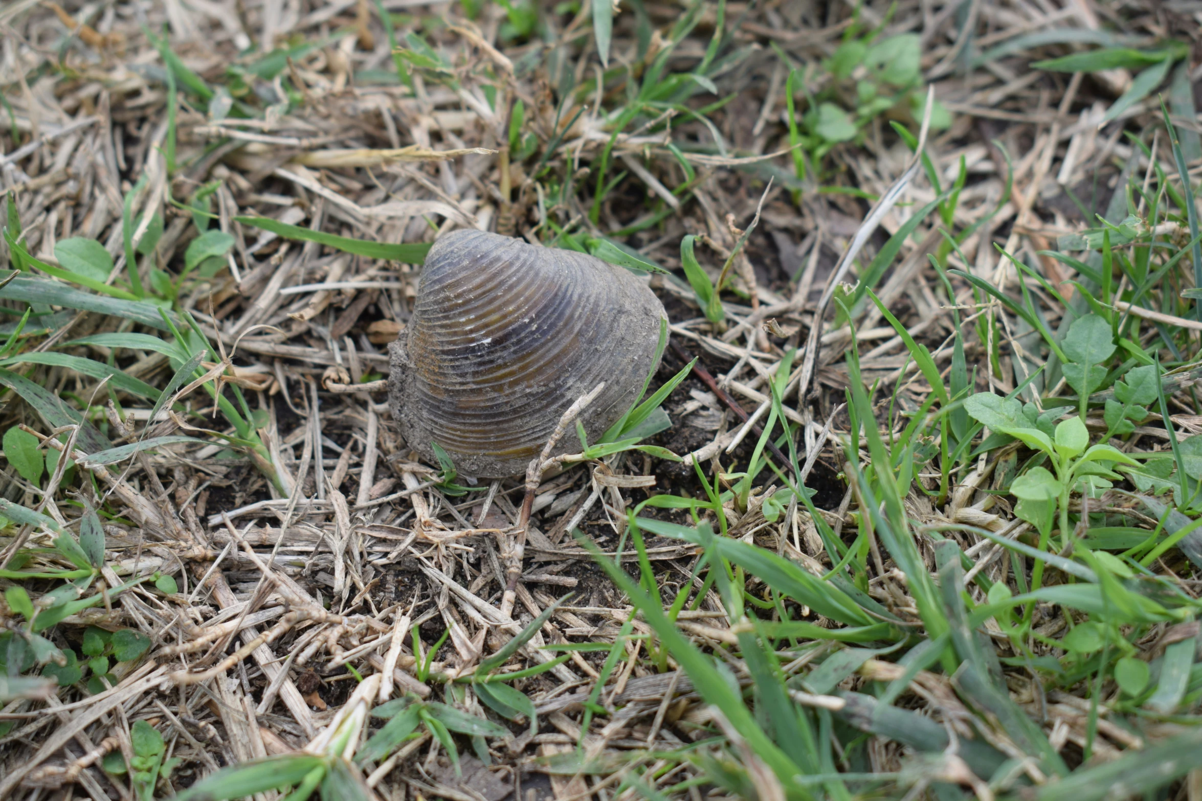 a small shell on the ground of some grass