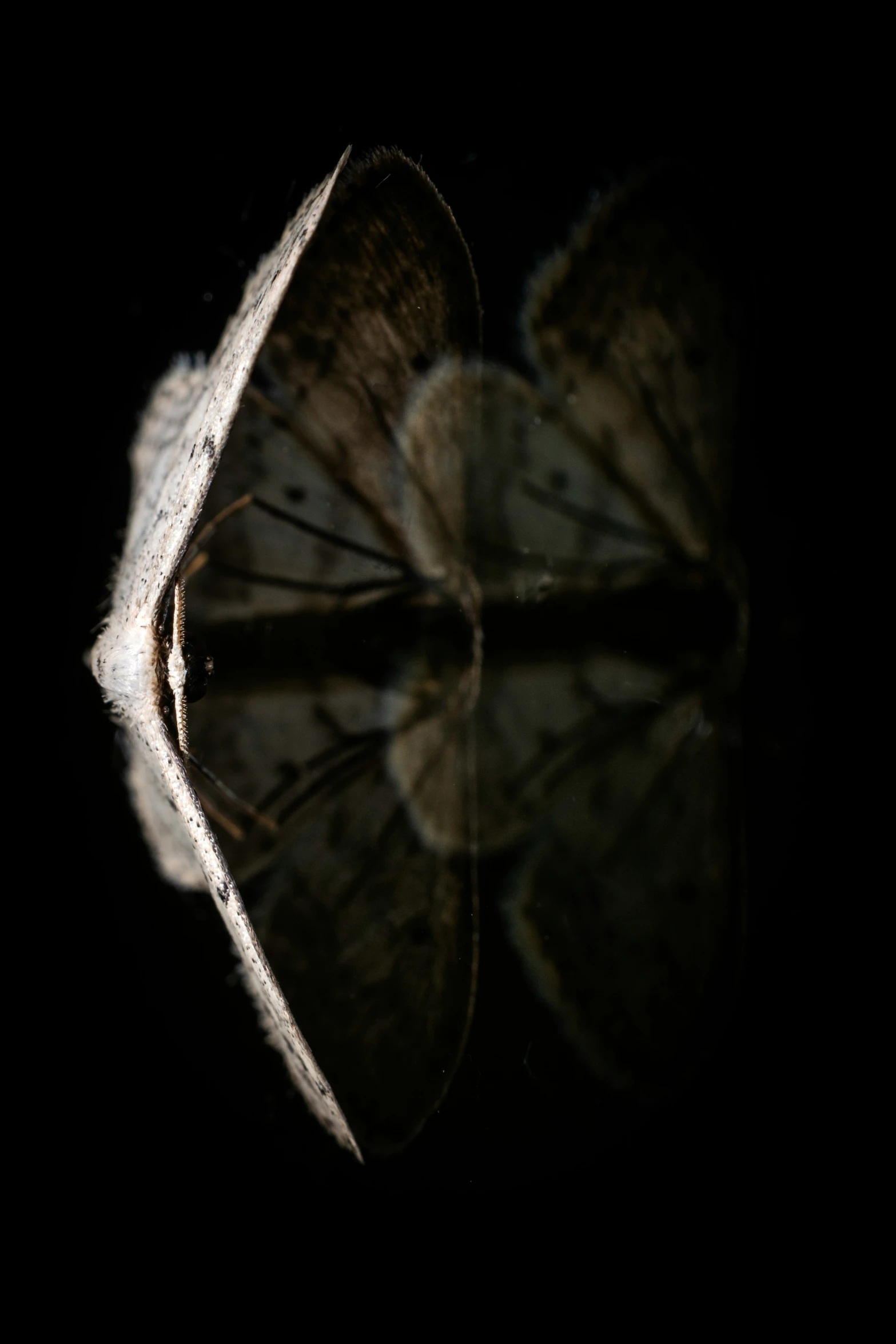 a close up view of a umbrella, with the reflection of a plant