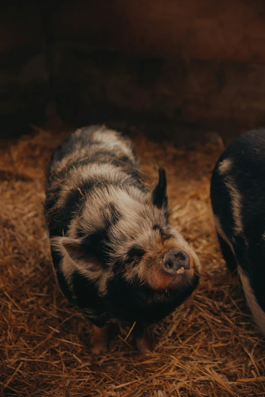 a couple of pigs standing on top of some dry grass