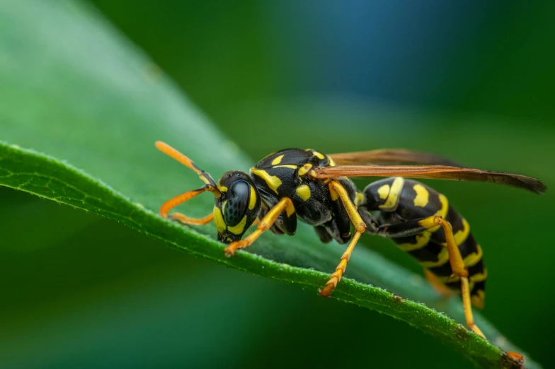 a close up of a bug on a green leaf