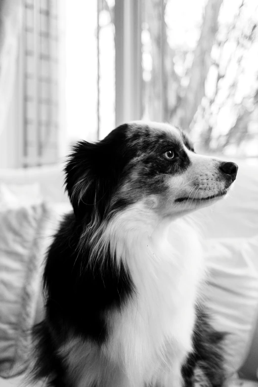 a dog sitting on the bed next to a window