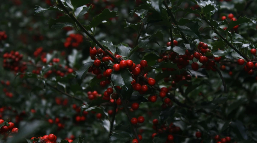 red berries growing on a tree with green leaves