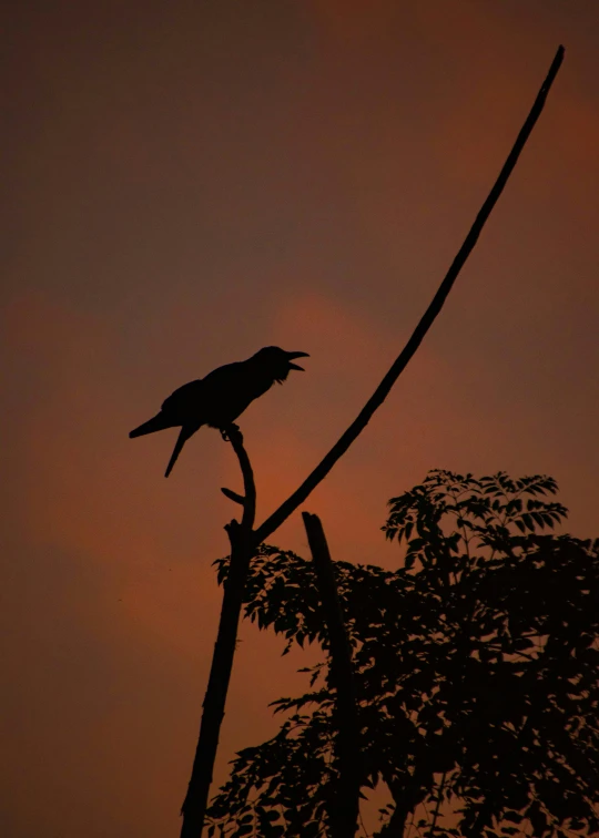 a bird is perched on the top of a tree