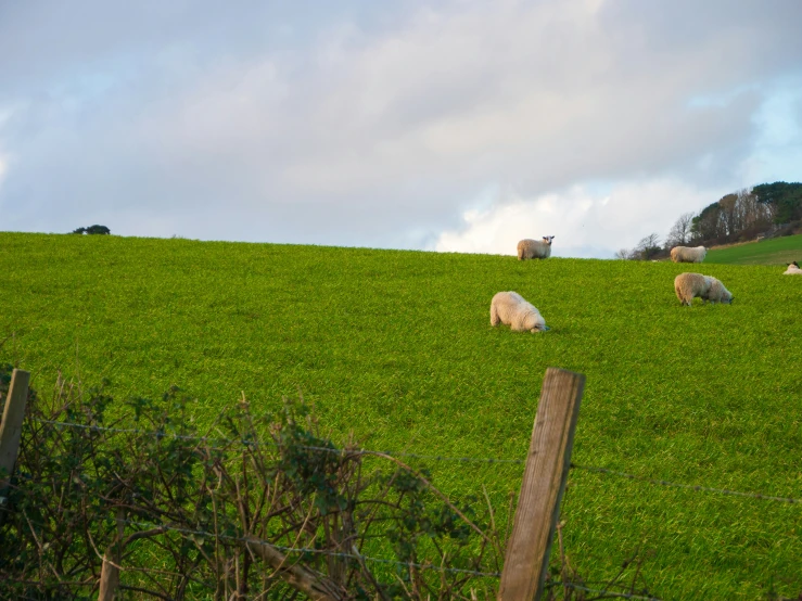 a group of sheep grazing on the side of a hill