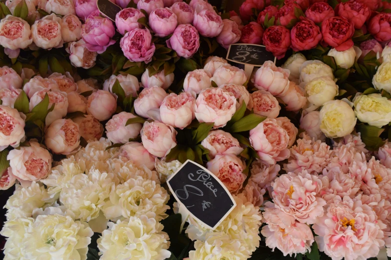 many different colored flowers on display for sale