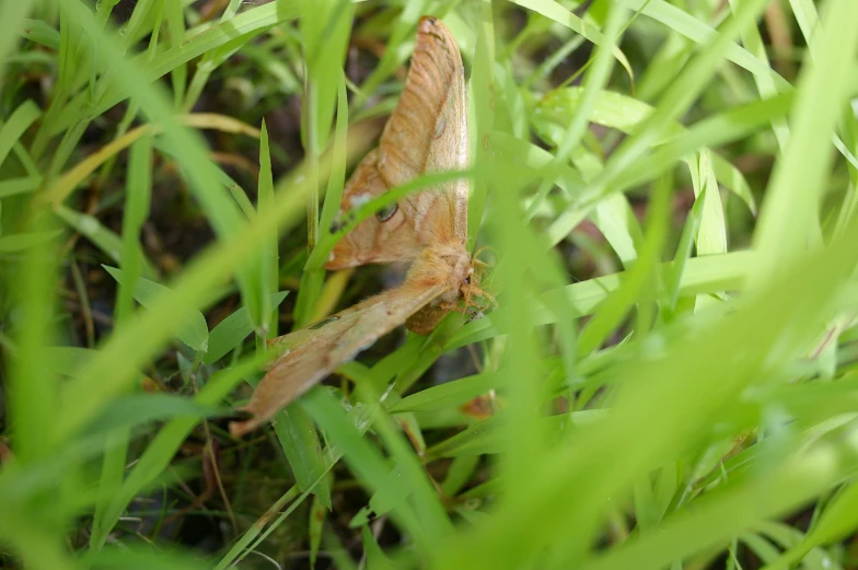 a brown insect crawling on green grass